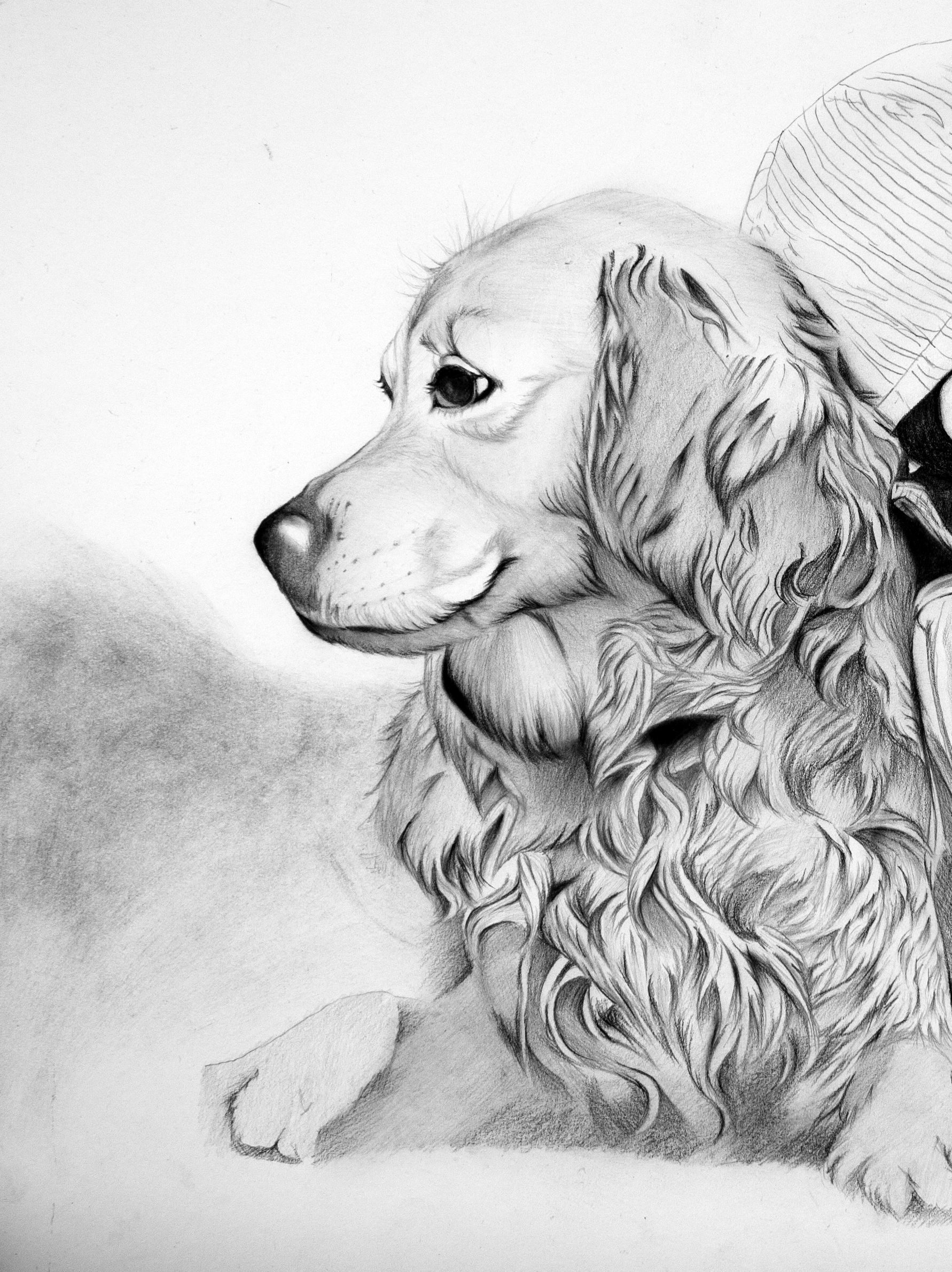 dog pencil portrait dog pencil portrait